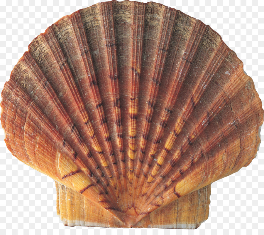 Seashell Conch Nature - seashells png download - 1800*1561 - Free Transparent Seashell png Download.