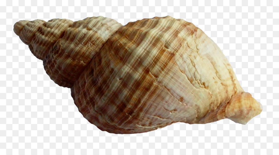 Seashell - Sea Shell png download - 1900*1030 - Free Transparent Seashell png Download.