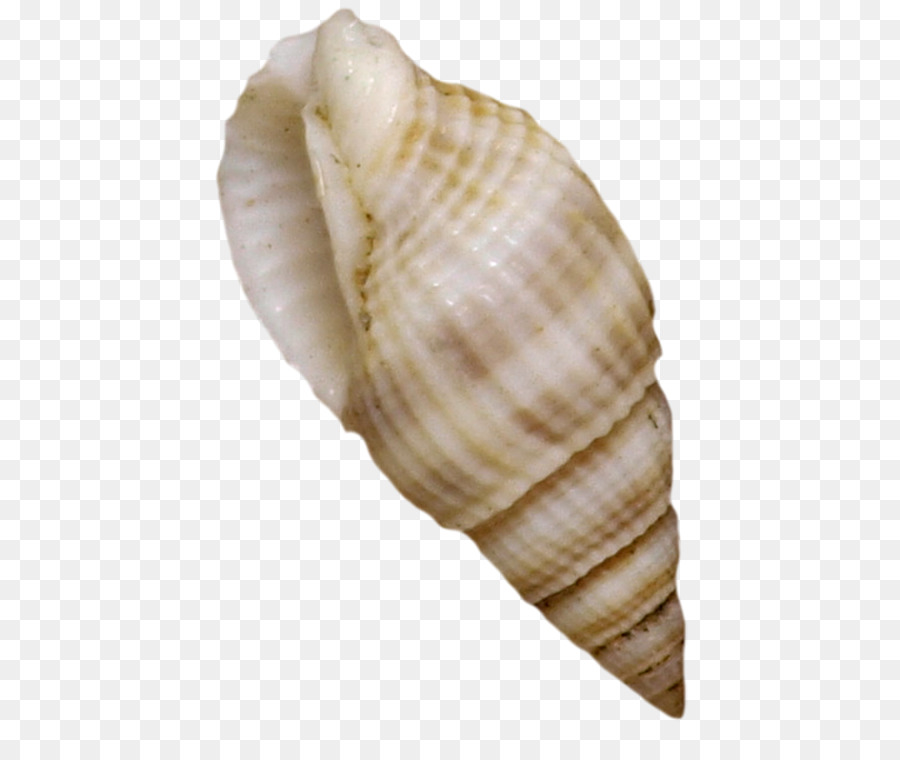 Cockle Seashell Mussel Shellfish - Seashells png download - 500*750 - Free Transparent Cockle png Download.