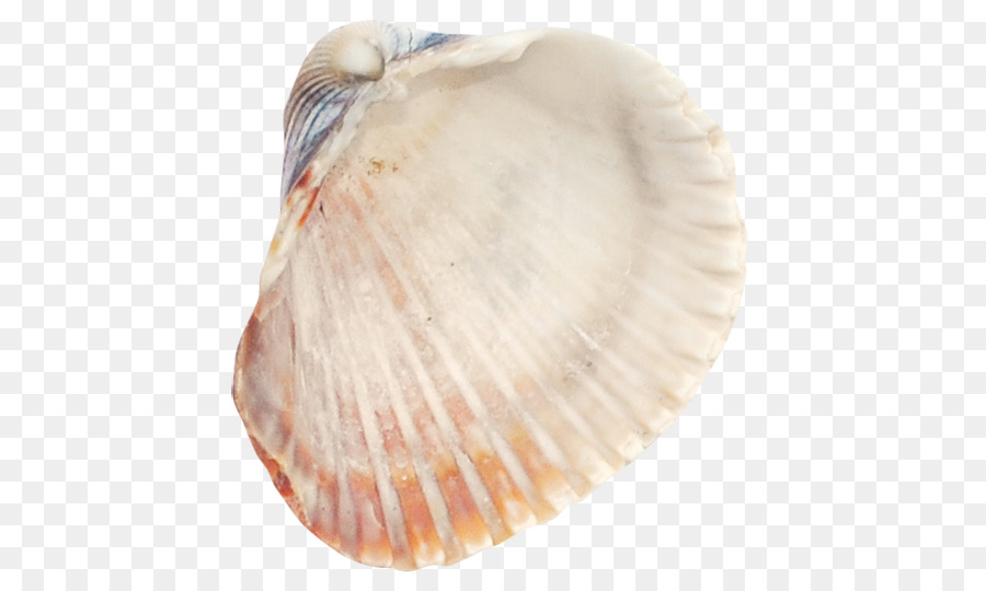 Cockle Seafood Seashell - Seashells png download - 500*538 - Free Transparent Cockle png Download.