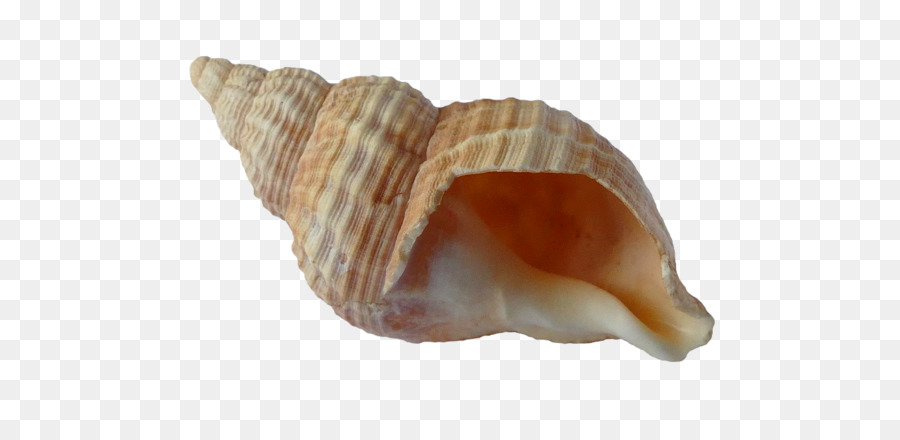 Clam Mussel Seashell Shore - Seashell PNG png download - 960*640 - Free Transparent Mussel png Download.