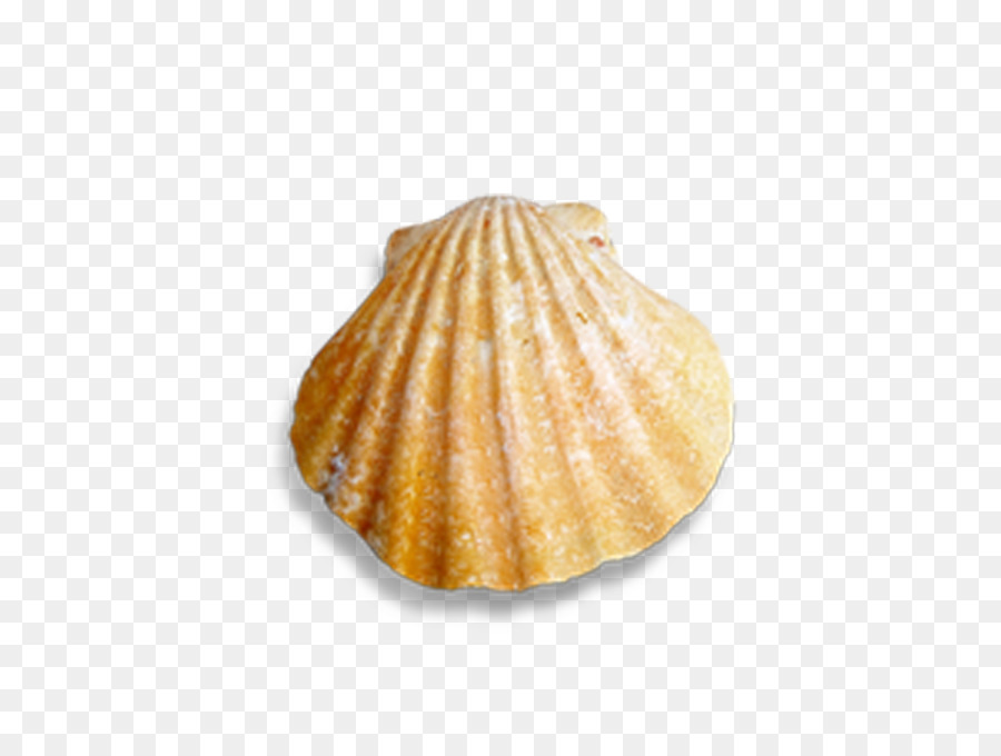 Cockle Seashell Conch - Conch shells and seashells png download - 4000*3000 - Free Transparent Cockle png Download.