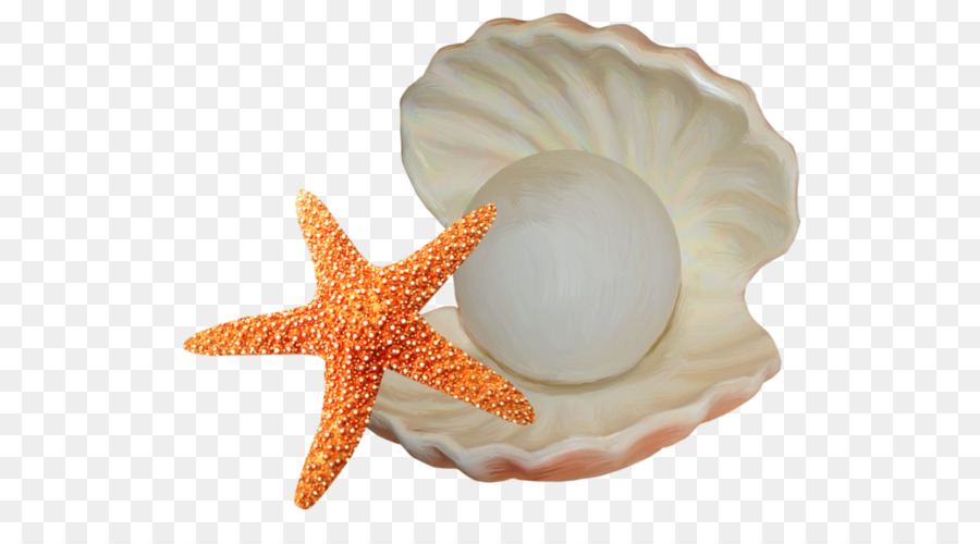 Seashell Starfish Illustration - Starfish and shells png download - 589*490 - Free Transparent Seashell png Download.