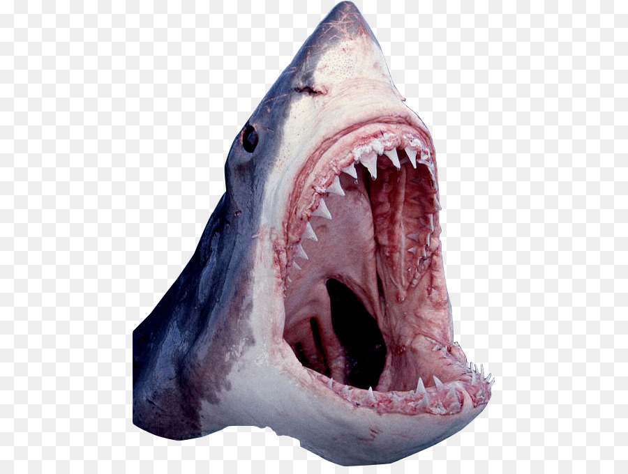 Jersey Shore shark attacks of 1916 Great white shark - sharks png download - 520*669 - Free Transparent Shark png Download.