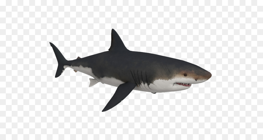 Tiger shark Great white shark Megalodon - megalodon shark png download - 640*480 - Free Transparent Tiger Shark png Download.