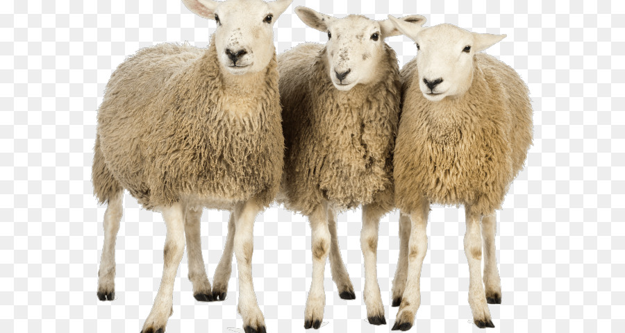Sheep Portable Network Graphics Transparency Clip art Image - sheep png download - 640*480 - Free Transparent Sheep png Download.