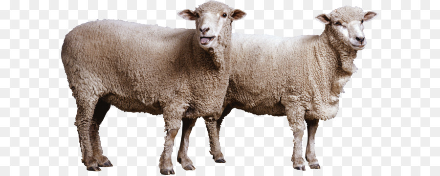 Ovis Orientalis Goat Dog Mouflon Wool - sheep PNG image png download - 3000*1651 - Free Transparent Sheep png Download.