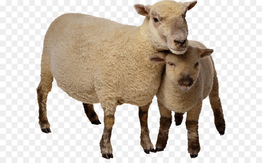 Sheep Clip art - Sheep Png Image png download - 2751*2313 - Free Transparent Eid Al Adha png Download.