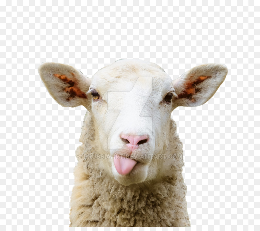 Sheep–goat chimera Grazing Pasture - sheep png download - 900*785 - Free Transparent Sheep png Download.