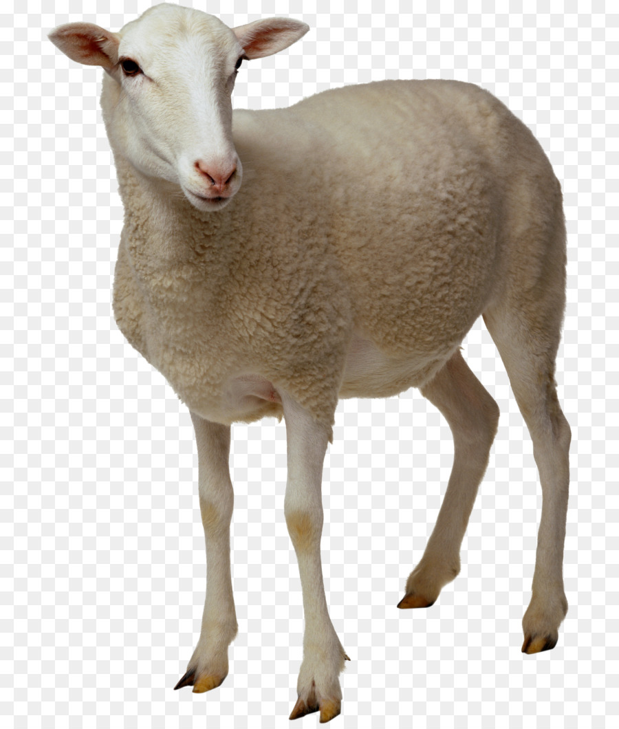 Sheep Goat Clip art - goat png download - 768*1053 - Free Transparent Sheep png Download.