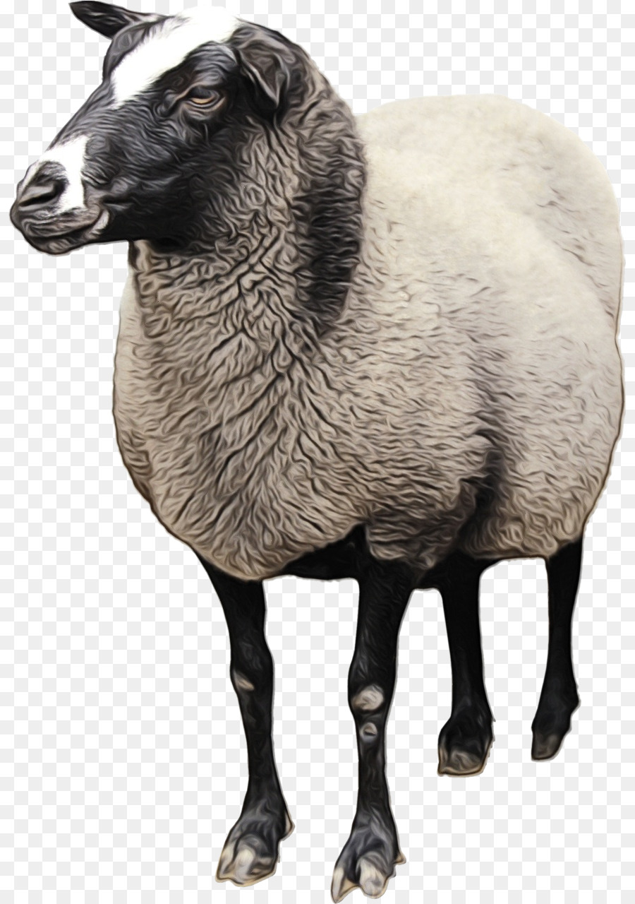 Sheep Goat Clip art Transparency Cattle -  png download - 877*1280 - Free Transparent Sheep png Download.