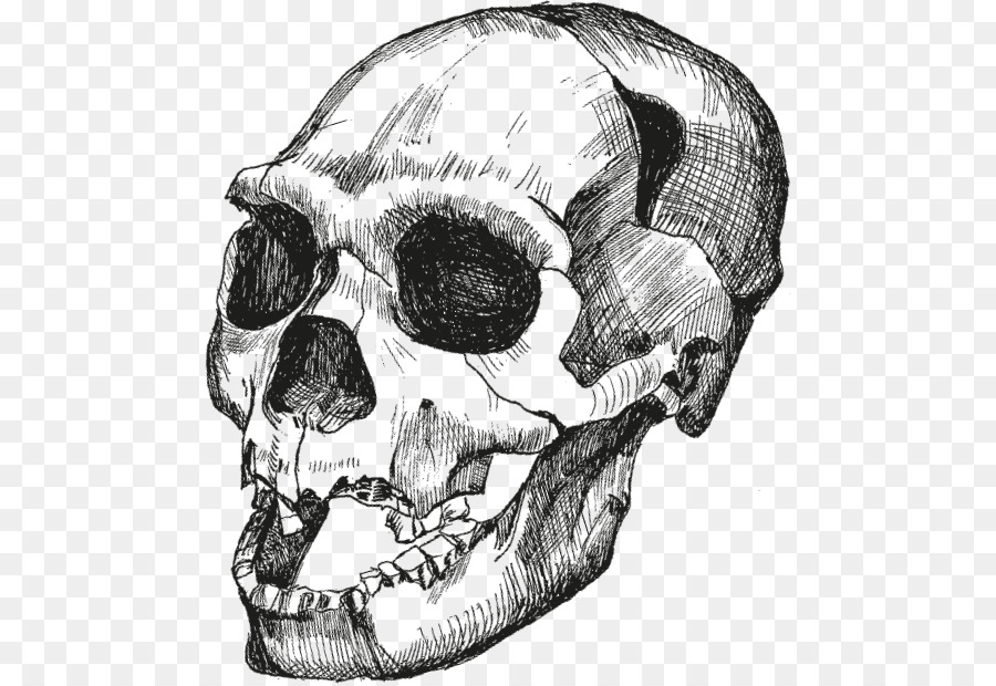 Skull Homo sapiens ????????? ?????. ????? 1. ???????? ? ???-???-??? Homo heidelbergensis Upright man - skull png download - 530*618 - Free Transparent Skull png Download.
