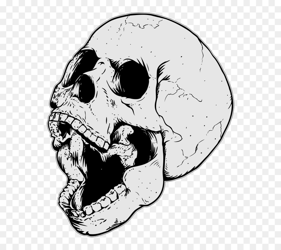 Skull Drawing - skull png download - 800*800 - Free Transparent Skull png Download.