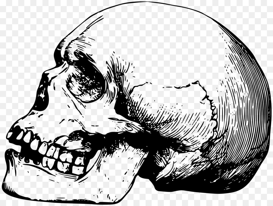 Skull Drawing Human skeleton Bone - skulls png download - 2400*1813 - Free Transparent Skull png Download.
