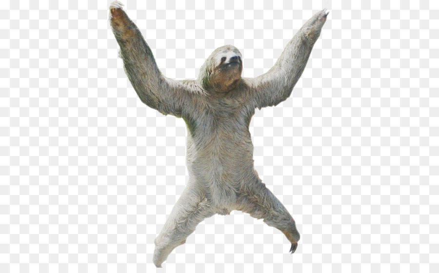 Hoffmann's two-toed sloth Portable Network Graphics Clip art Image - International Sloth Day png download - 456*549 - Free Transparent Sloth png Download.
