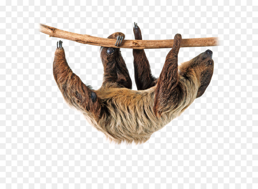 Sloth Clip art - Sloth Png Image png download - 1440*1440 - Free Transparent Sloth png Download.