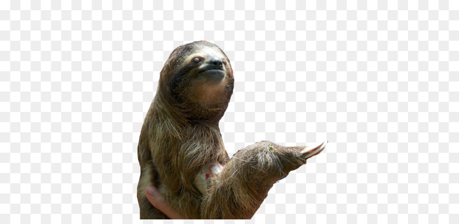 Download Icon - Sloth Png Pic png download - 1280*848 - Free Transparent Sloth png Download.