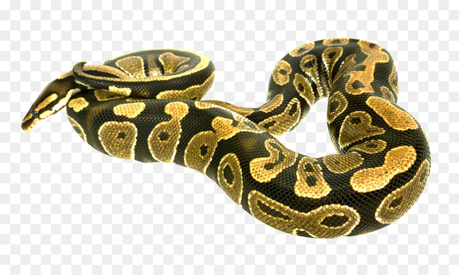 Snake Boa constrictor - Snake png download - 1230*728 - Free Transparent Snake png Download.