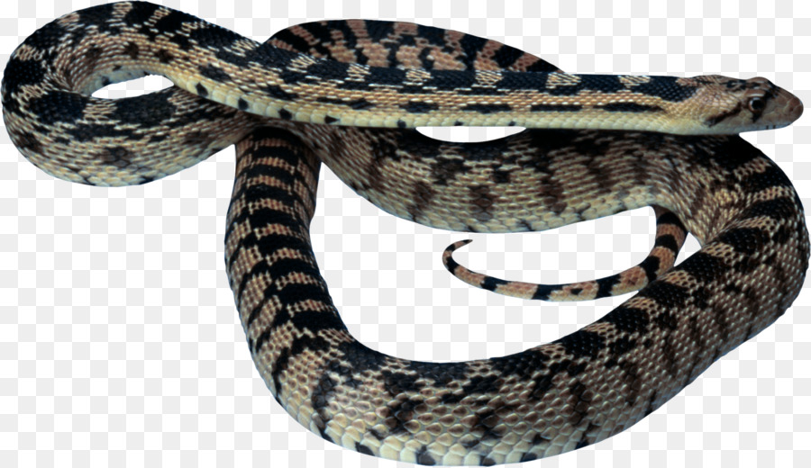 Portable Network Graphics Snakes Clip art Reptile Image - java snake png download - 1936*1117 - Free Transparent Snakes png Download.