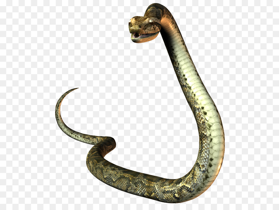 President of the United States Snake Mustela Natural-born-citizen clause - snake png download - 567*663 - Free Transparent United States png Download.