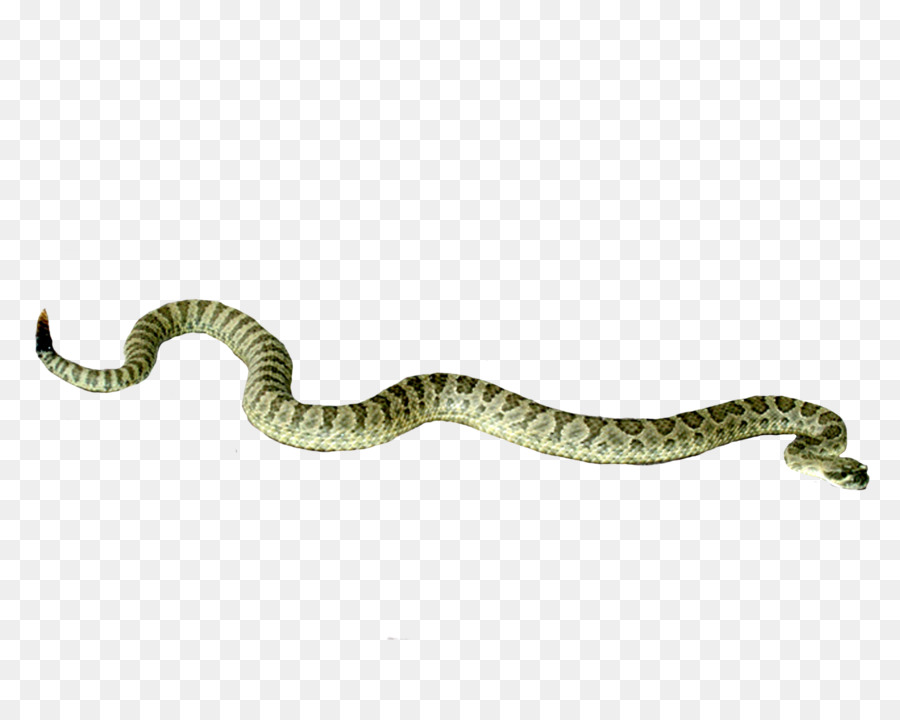 Rattlesnake Wallpaper - A silver ring snake png download - 900*720 - Free Transparent Snake png Download.