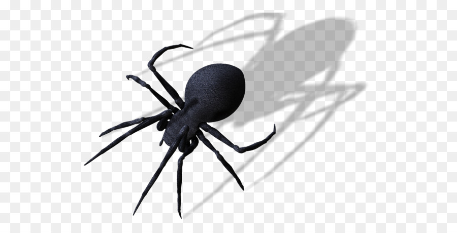 Widow spiders Spider web Clip art - spider png download - 600*449 - Free Transparent Spider png Download.