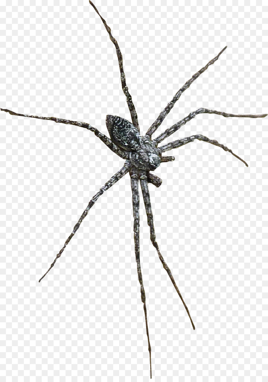 Barn spider Widow spiders Wolf spider Insect - spider png download - 1134*1600 - Free Transparent Barn Spider png Download.