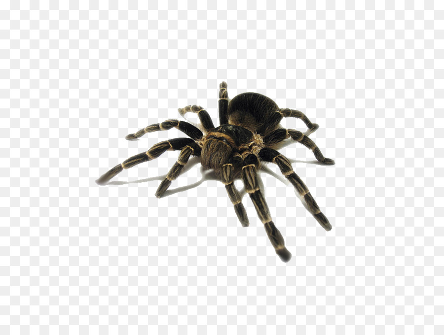 Cat Spider Insect Pest Tarantula - Cat png download - 3098*2294 - Free Transparent Cat png Download.