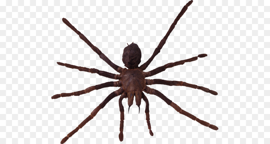 Wolf spider Arthropod Lycosa tarantula - spider png download - 557*480 - Free Transparent Spider png Download.