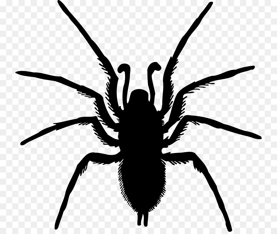 Spider Silhouette Drawing - spider png download - 800*753 - Free Transparent Spider png Download.
