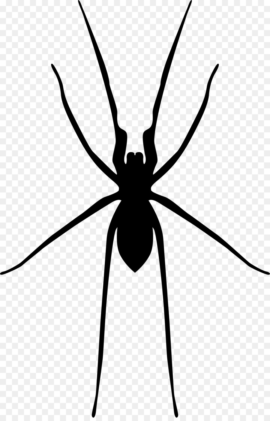 Spider web Widow spiders - spider png download - 1500*2315 - Free Transparent Spider png Download.