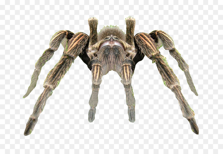 Spider Tarantula Rendering - Spider Transparent Background png download - 800*601 - Free Transparent Spider png Download.