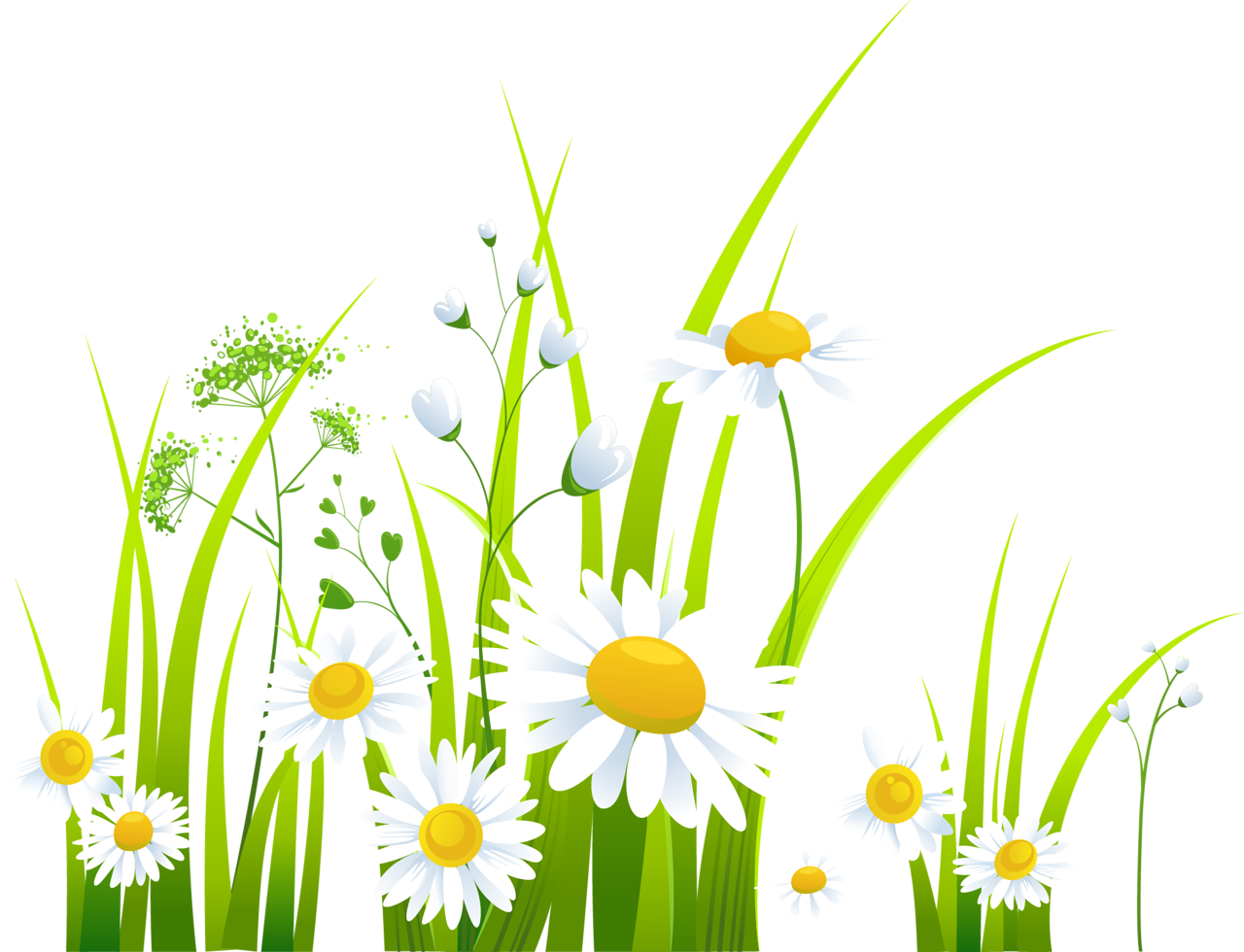 Spring Clip art - chrysanthemum png download - 1280*980 - Free ...