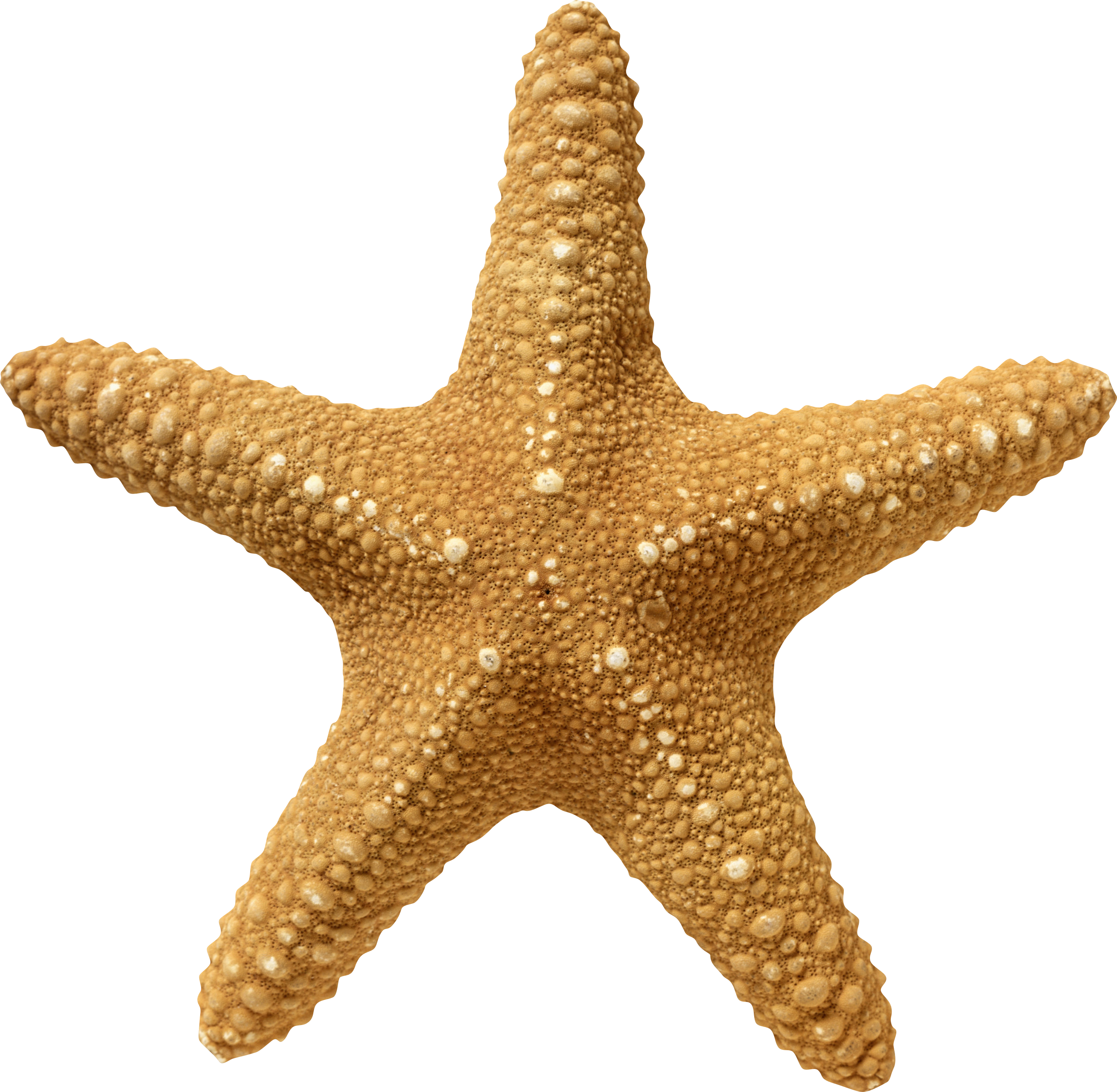 Starfish Clip Art Transparent Starfish Png Clipart Image Png Download ...