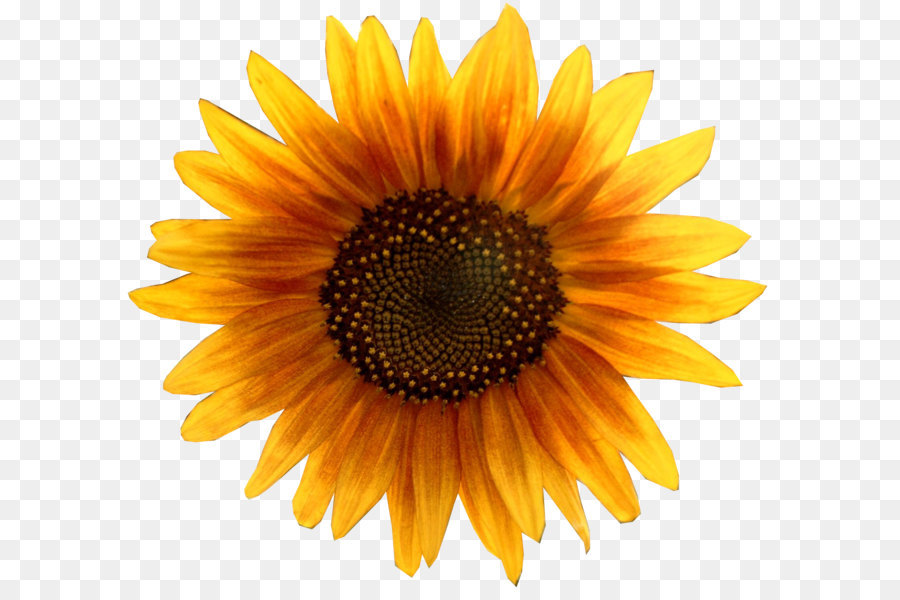 Common sunflower Pixel XCF - Sunflower PNG png download - 1630*1480 - Free Transparent Image File Formats png Download.