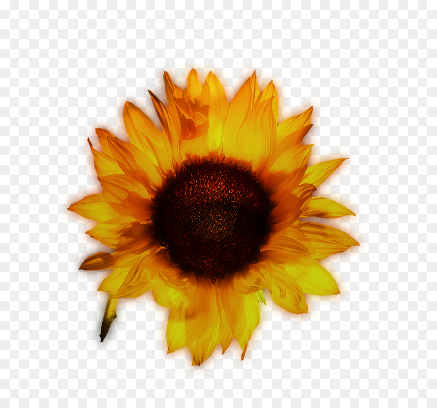 Common sunflower Yellow - Beautiful sunflowers png download - 800*833 - Free Transparent Common Sunflower png Download.