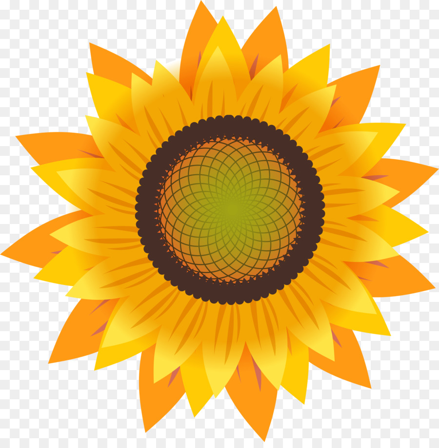 Common sunflower Drawing Sunflower seed - Golden sunflower png download - 3208*3236 - Free Transparent Common Sunflower png Download.