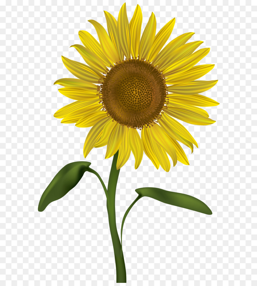 Common sunflower Clip art - Sunflower Transparent PNG Clip Art Image png download - 3285*5000 - Free Transparent Common Sunflower png Download.