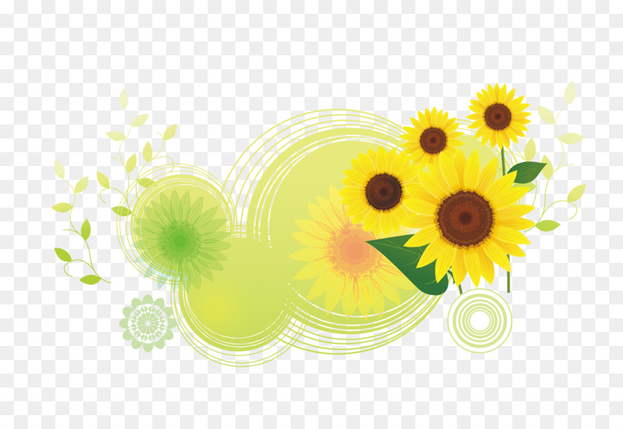 Download Common sunflower Illustration - Cartoon round translucent bottom sunflowers sunflower flower png download - 1559*1043 - Free Transparent Download png Download.