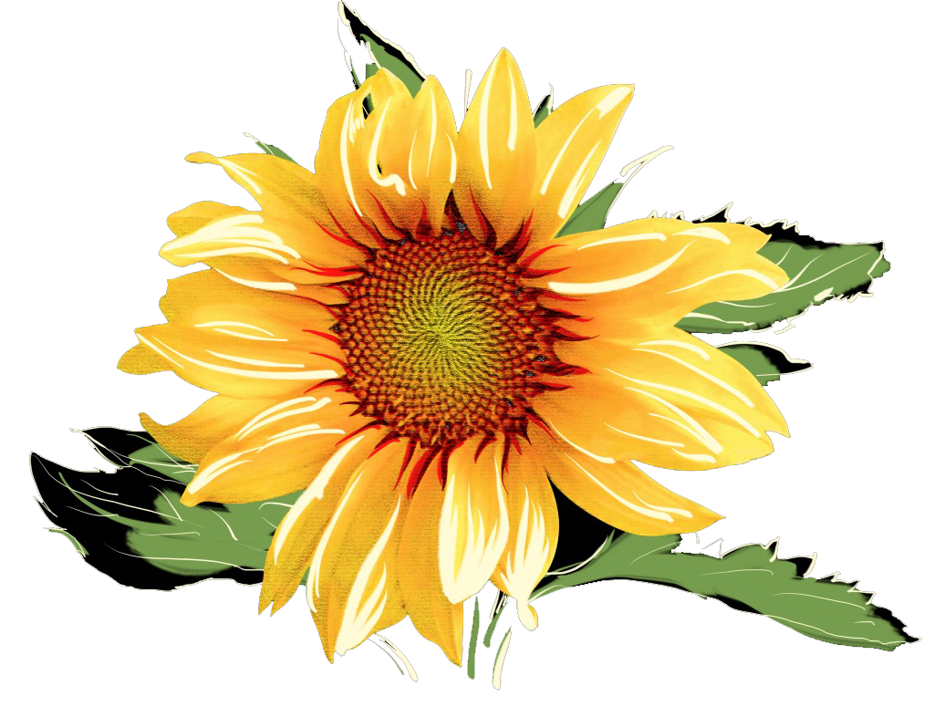 Common Sunflower Clip Art Sunflower Transparent Png C - vrogue.co