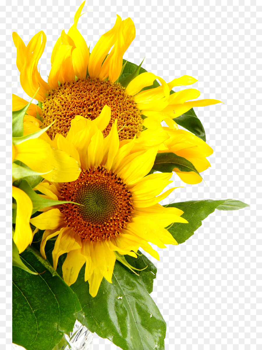 Sunflowers Common sunflower Royalty-free - sunflower png download - 816*1200 - Free Transparent Sunflowers png Download.