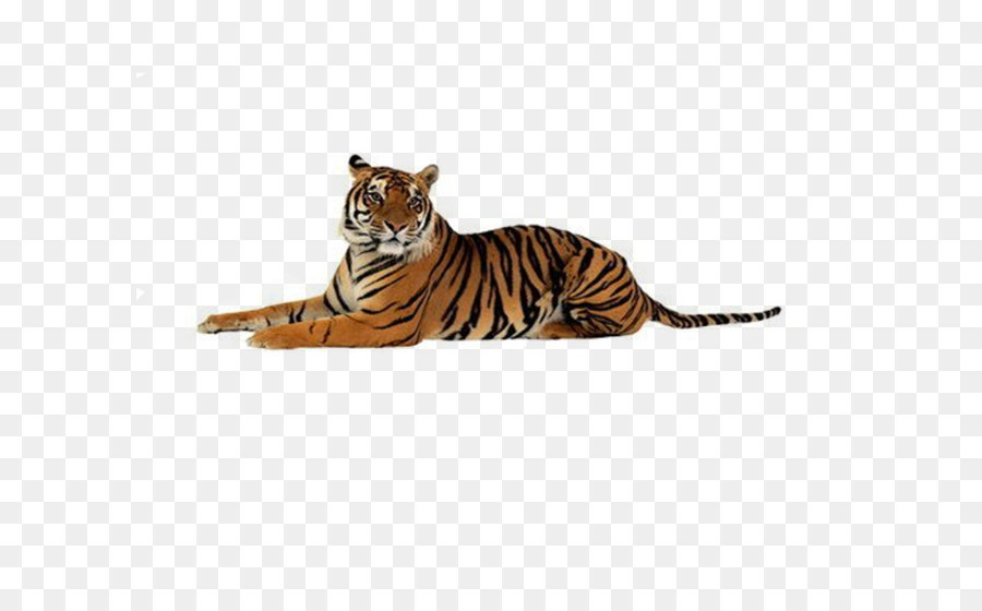 Tigers png download - 1466*1240 - Free Transparent Tiger png Download.
