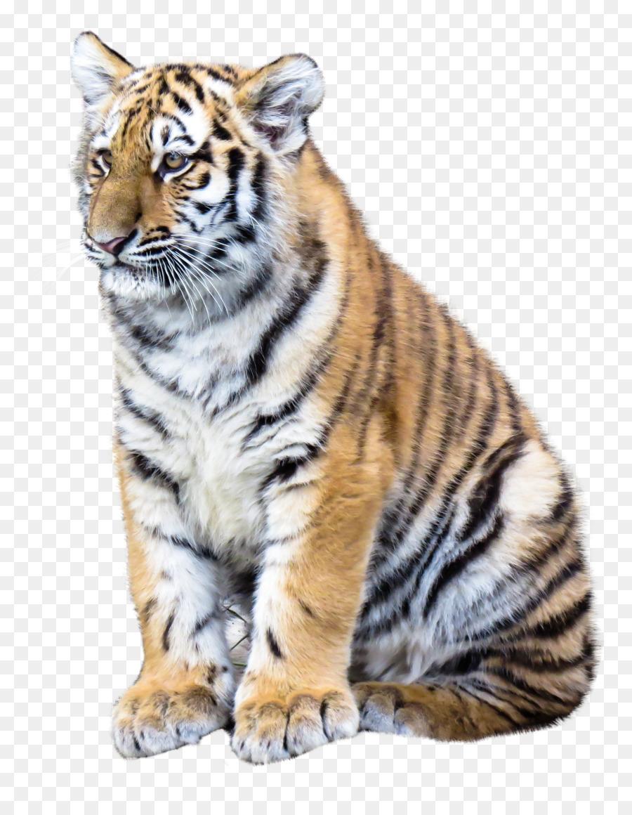 Tiger png download - 1160*1471 - Free Transparent Tiger png Download.