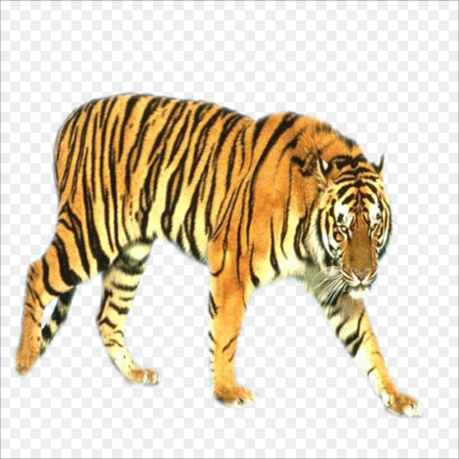 Tiger Blog Animal - tiger png download - 1773*1773 - Free Transparent Tiger png Download.