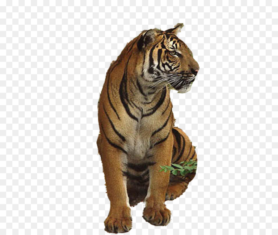 Tiger Lion u72eeu5b50u4e0eu8001u864e - tiger png download - 974*821 - Free Transparent Tiger png Download.