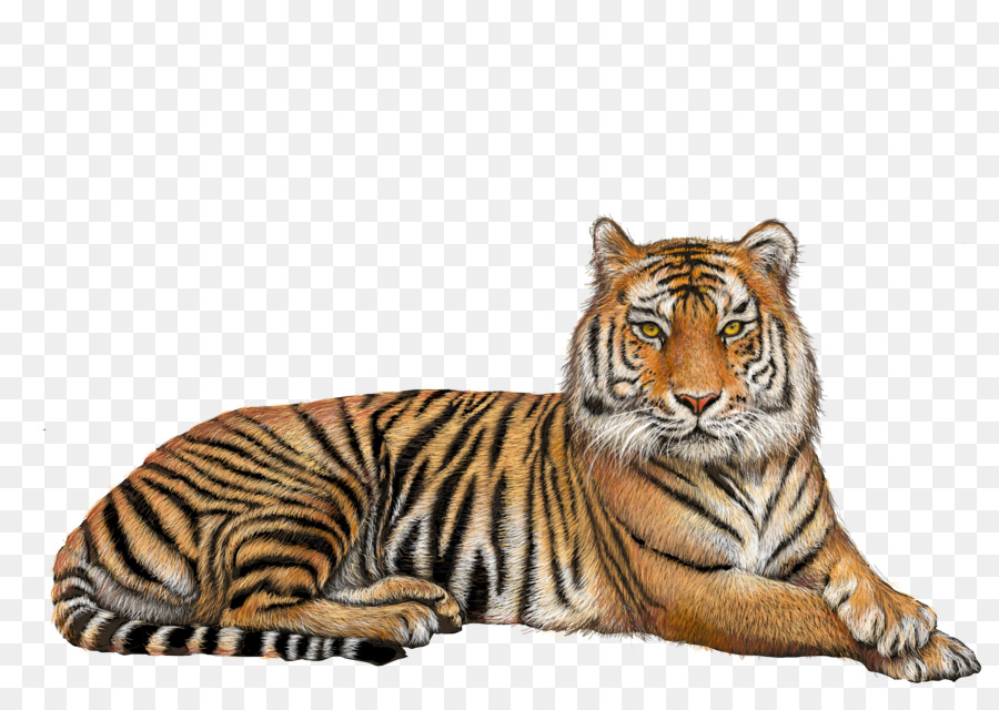 Bengal tiger Lion Clip art - tiger png download - 3000*2100 - Free Transparent Bengal Tiger png Download.