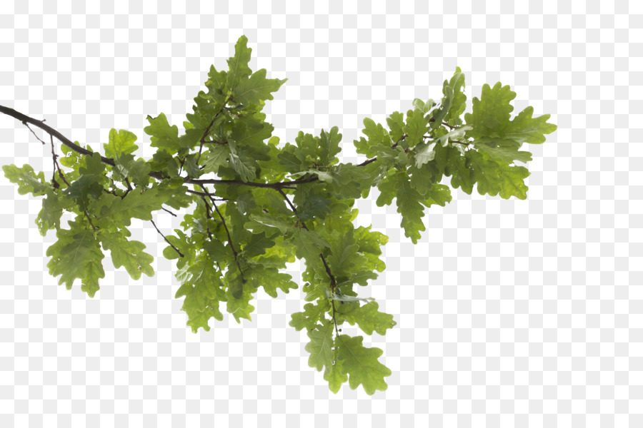 Tree Branch Leaf Clip art - Icon Oak Tree Hd png download - 5616*3744 - Free Transparent Tree png Download.
