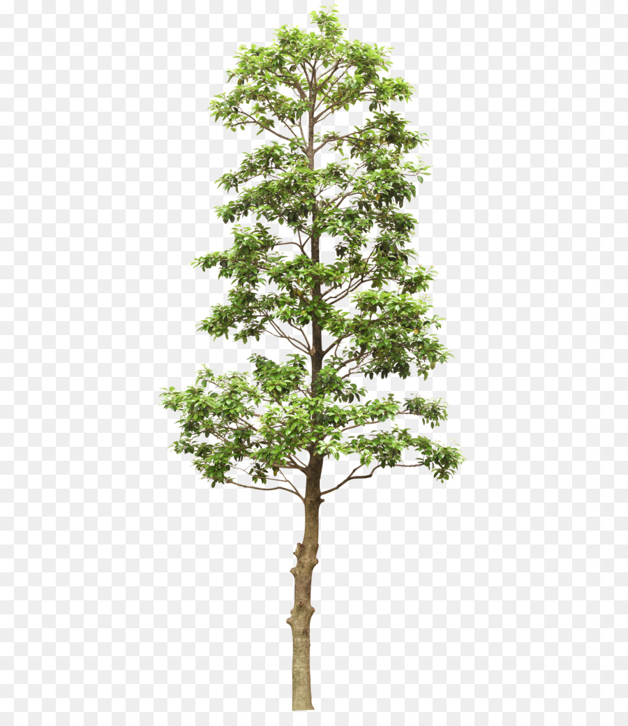 Out-Tree Branch - Trees png download - 463*1024 - Free Transparent Tree png Download.