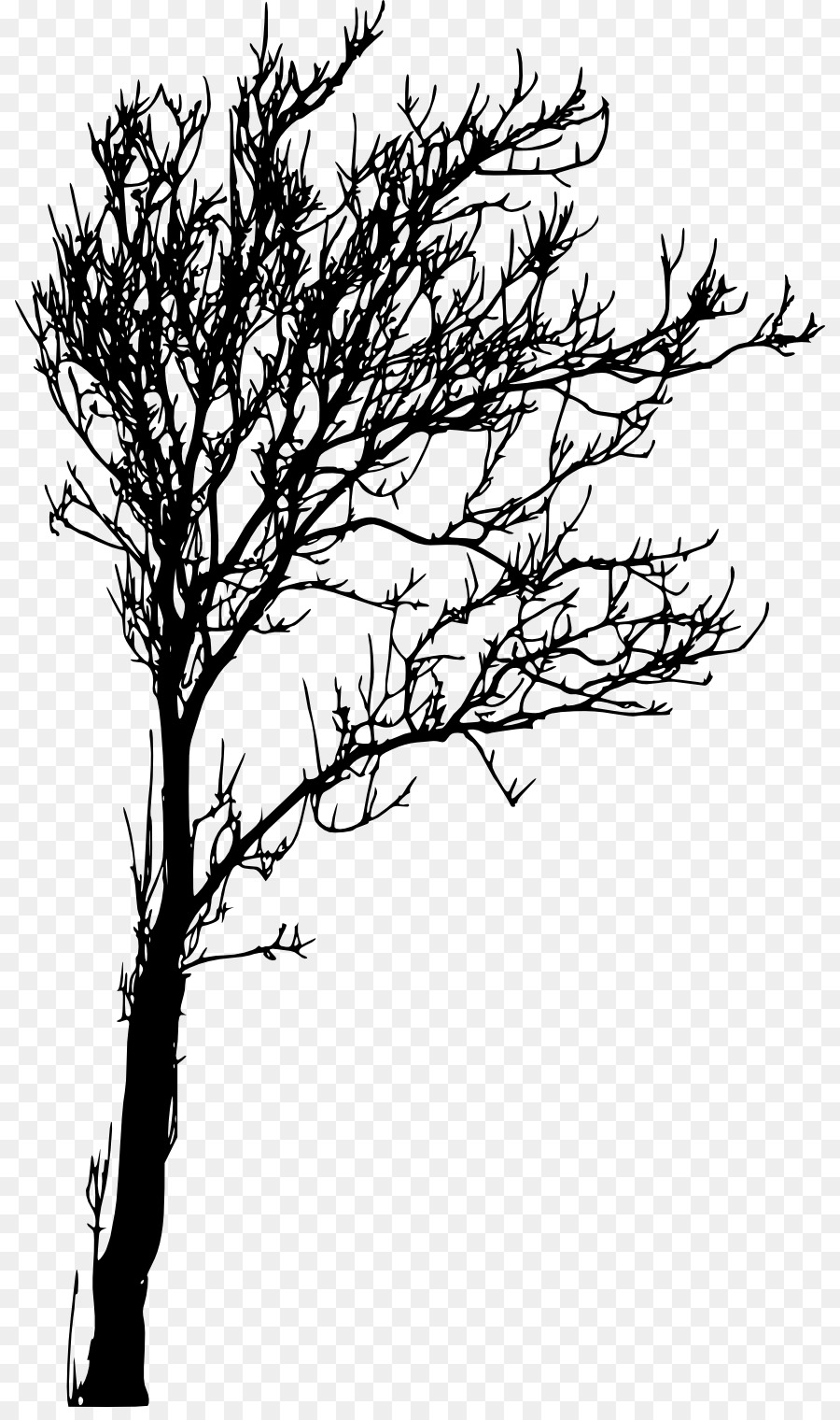 Tree Branch Woody plant Twig Silhouette - tree transparent png download - 868*1506 - Free Transparent Tree png Download.