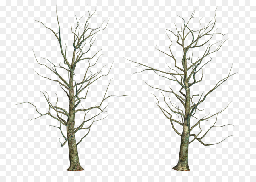 Tree Branch Twig Trunk - Share png download - 1024*724 - Free Transparent Tree png Download.